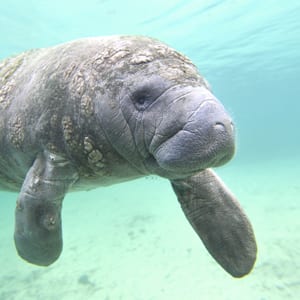 Manatee Season in Fort Lauderdale