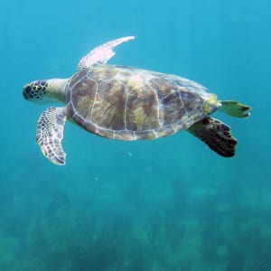 Green Sea Turtle