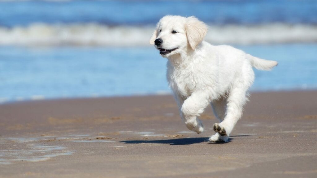 Golden Retriever on beach