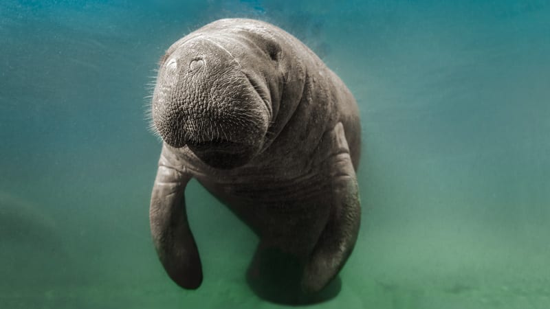 Florida Manatee