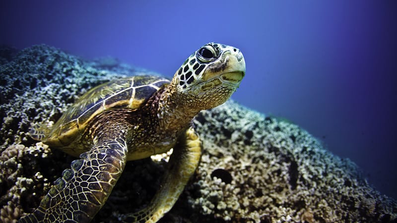 Your Sea Turtle