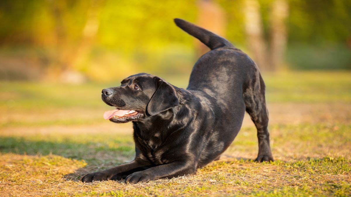 Black Labrador Retriever playing outside