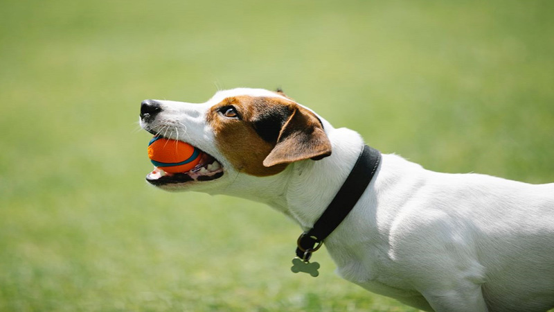 Fort Lauderdale Area Dog Parks