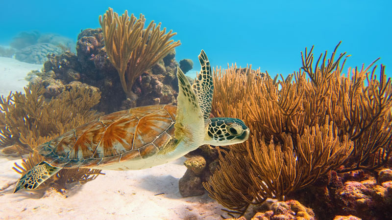 Green Sea Turtle in Lauderdale-by-the-Sea